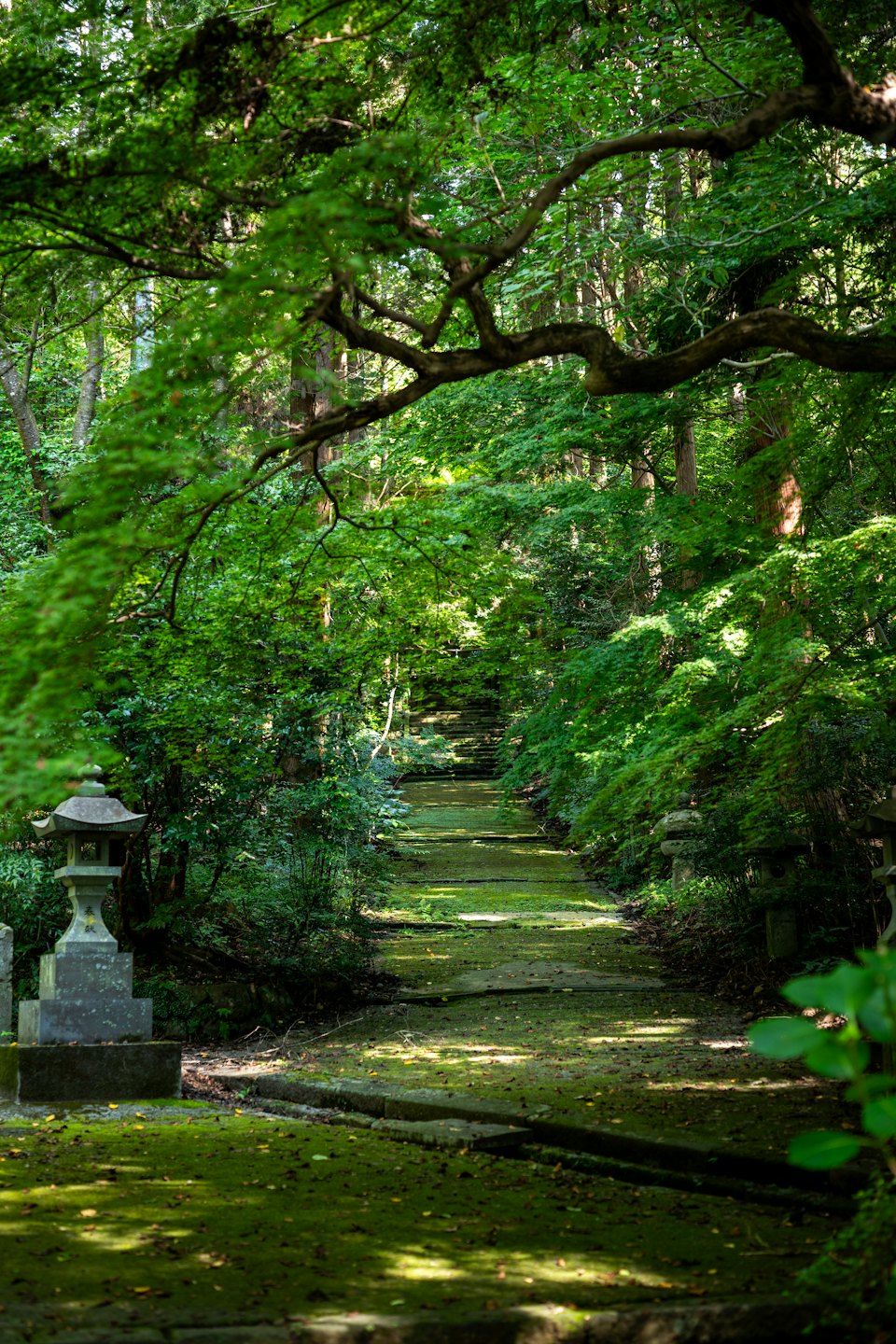 苔むした小道の脇に石灯籠が置かれている森。